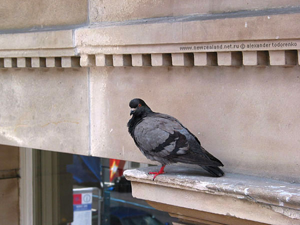 Living on the edge, Окленд, Новая Зеландия (Auckland, New Zealand)