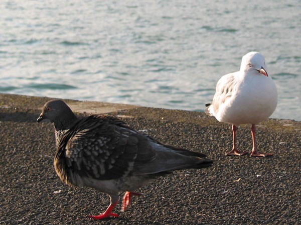 Окленд, Новая Зеландия (Auckland, New Zealand)