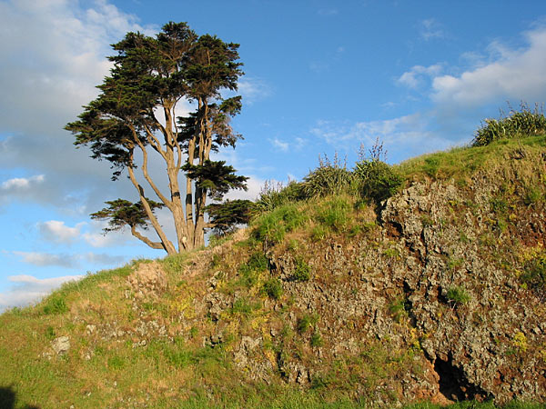 Скала и дерево на North Head, Девонпорт, Окленд, Новая Зеландия (Devonport, Auckland, New Zealand)