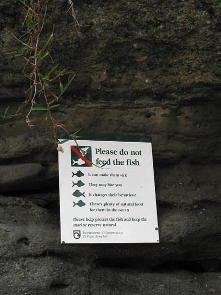 Окленд, Новая Зеландия (Auckland, New Zealand)