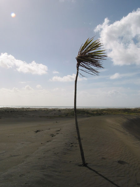 Одинокий Ирокез, Karekare, Окленд, Новая Зеландия (Karekare, Auckland, New Zealand)