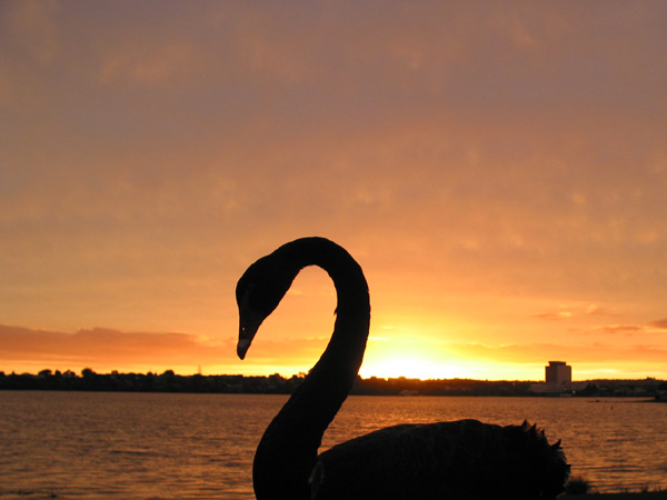Черный лебедь, Окленд, Новая Зеландия (Auckland, New Zealand)