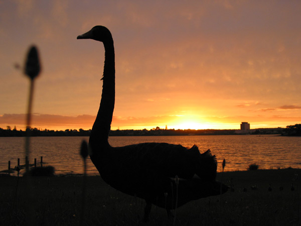 Лебедь на озере Пупуке, Окленд, Новая Зеландия (Auckland, New Zealand)