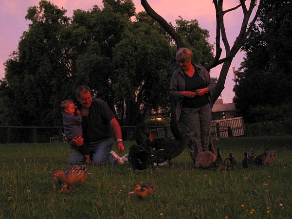 Кормежка птиц, Окленд, Новая Зеландия (Lake Pupuke, Auckland, New Zealand)