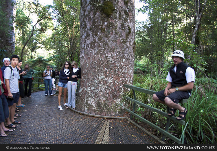 Puketi Kauri Forest Puketi Kauri Forest, Puketi Forest, Новая Зеландия (Puketi Forest, New Zealand)