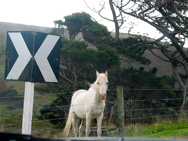 "Я маленькая лошадка...", Te Henga, Auckland, New Zealand