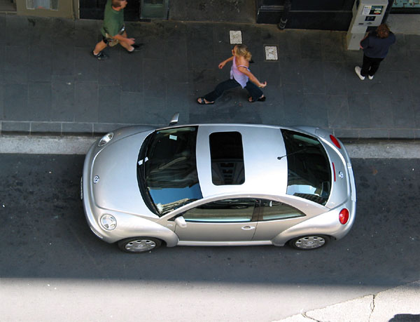 Жук в муравейнике, Auckland, New Zealand