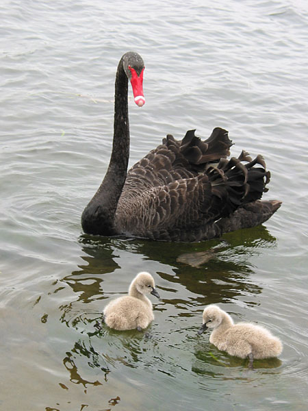 Mother's Day, Auckland, New Zealand