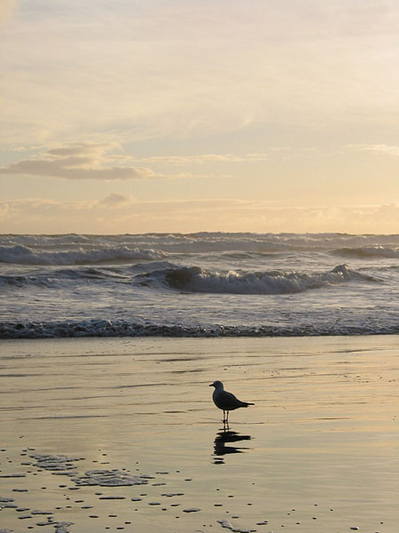 Пляж Muriwai, Muriwai Beach, Auckland, New Zealand