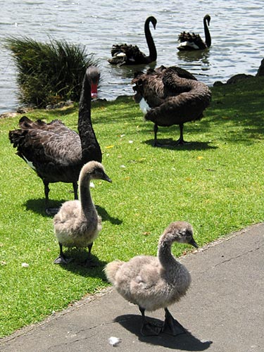 Лебеди, Western Springs, Auckland, New Zealand