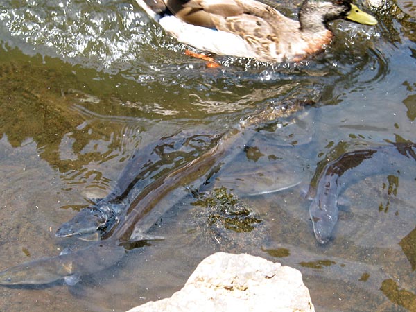 Угри, Western Springs, Auckland, New Zealand