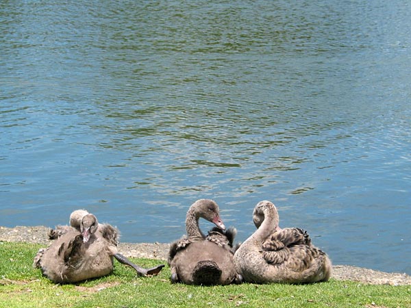Три веселых... лебедя, Western Springs, Auckland, New Zealand