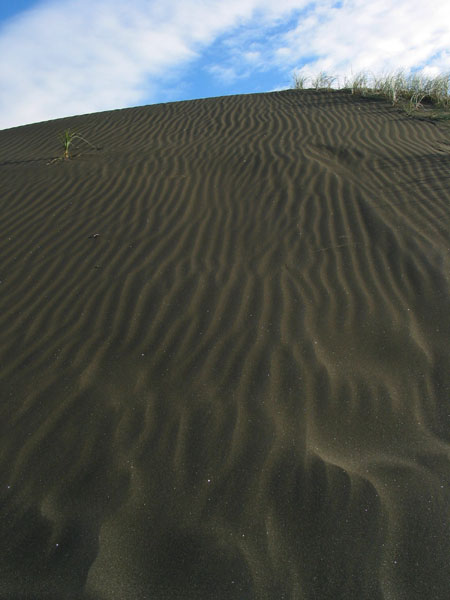 Песчаные дюны, Te Henga Beach, Auckland, New Zealand
