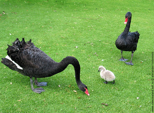 Семейка лебедей пасется на травке, Western Springs, Auckland, New Zealand