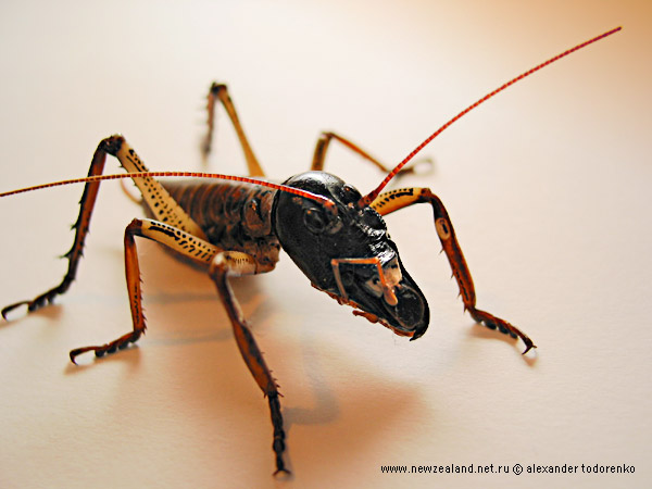 Weta новозеландский кузнечик, Auckland, New Zealand