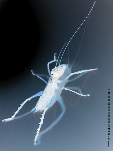 Weta  Ночной дьявол, Auckland, New Zealand