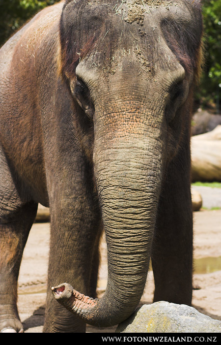 Слон и его хобот, Auckland Zoo, New Zealand