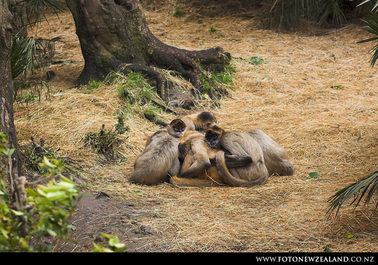 Обезьянки мерзнут, Auckland Zoo, New Zealand