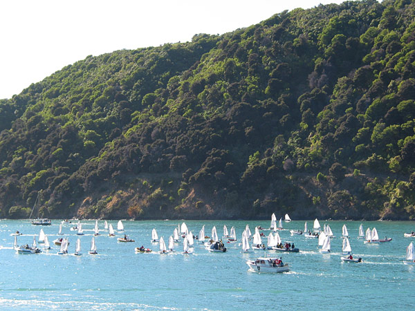 Парусная флотилия близ Пиктона, Queen Charlotte Sound, New Zealand