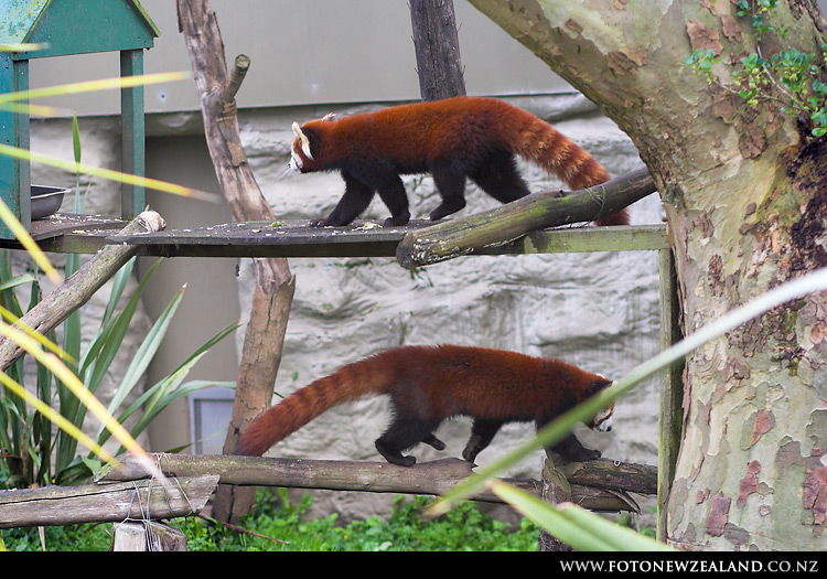 Красные панды двоятся, Auckland Zoo, New Zealand