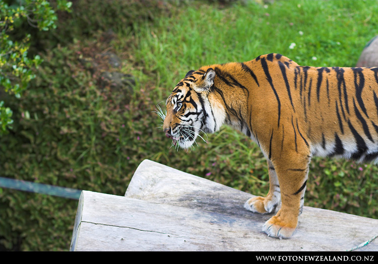 Сосредоточенно жующий тигр, Auckland Zoo, New Zealand