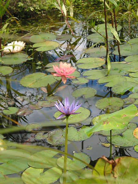 Silverdale, Окленд, Новая Зеландия (Silverdale, Auckland, New Zealand)