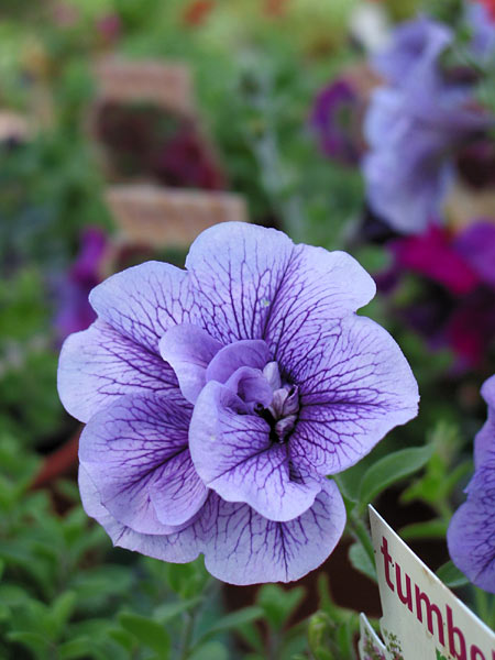 Silverdale, Окленд, Новая Зеландия (Silverdale, Auckland, New Zealand)