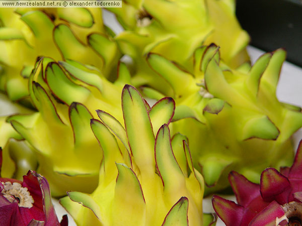 Dragon Fruit (Pitaya), Окленд, Новая Зеландия (Auckland, New Zealand)