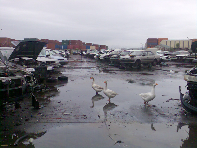 Goose at Pick-A-Part car wreck yard in Mangere, Auckland, New Zealand