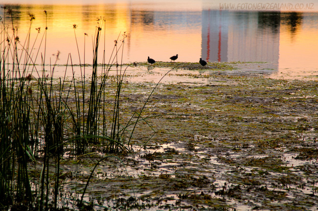 Sunset at Lake Pupuke, Auckland, New Zealand